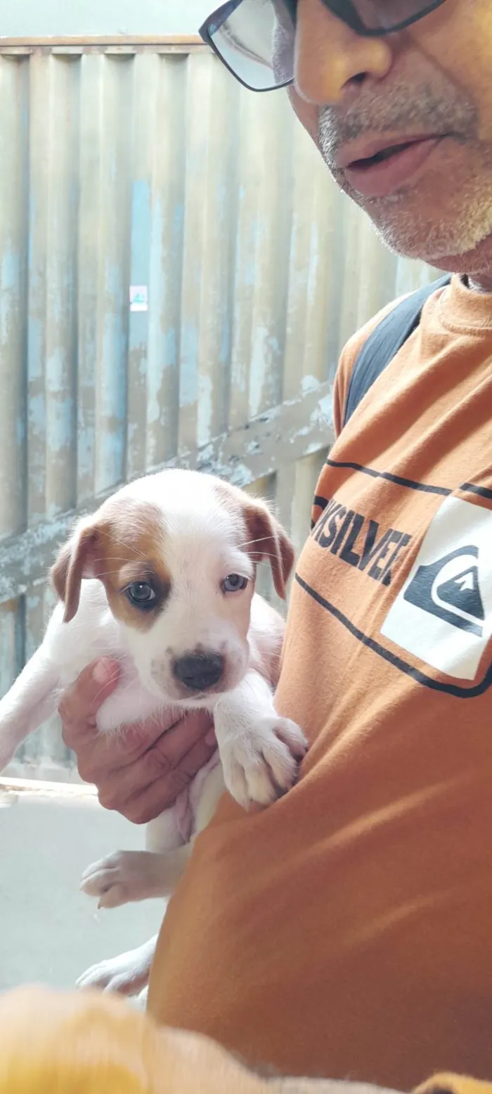 Cachorro ra a Srd idade Abaixo de 2 meses nome Perola