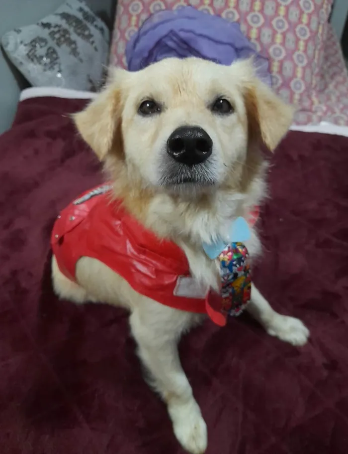 Cachorro ra a SRD-ViraLata idade 1 ano nome Woody
