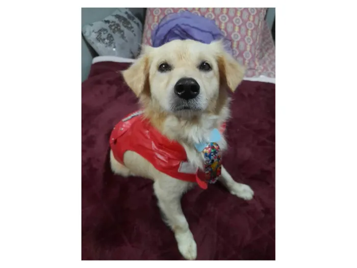 Cachorro ra a SRD-ViraLata idade 1 ano nome Woody