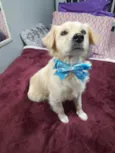 Woody