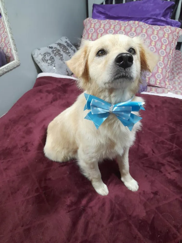 Cachorro ra a SRD-ViraLata idade 1 ano nome Woody