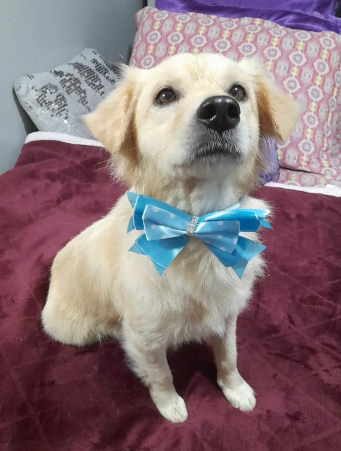 Cachorro ra a SRD-ViraLata idade 1 ano nome Woody