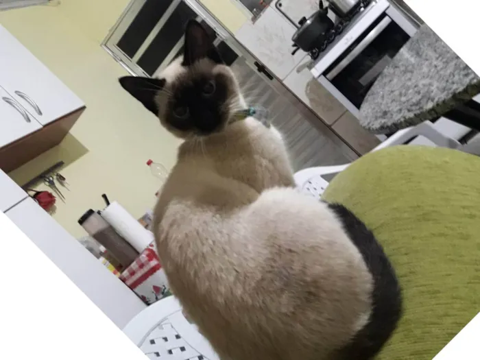 Gato ra a SRD-ViraLata idade 6 ou mais anos nome Lola