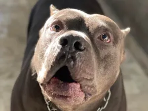 Cachorro raça American pit bull terrier idade 4 anos nome Eros