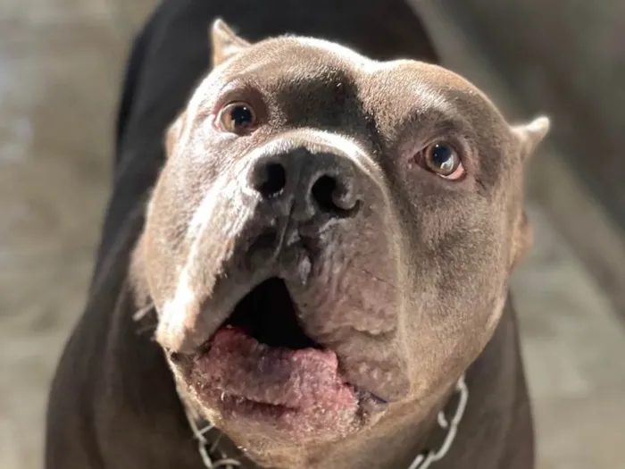 Cachorro ra a American pit bull terrier idade 4 anos nome Eros