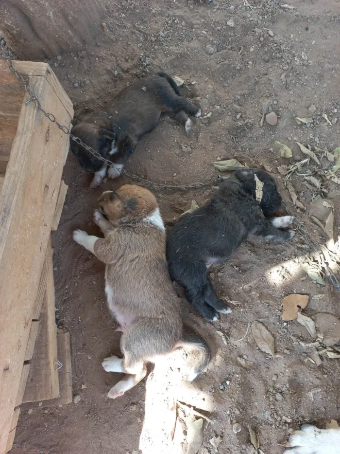 Cachorro ra a Viralata idade Abaixo de 2 meses nome Não tem nome ainda