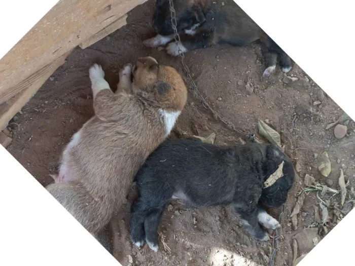Cachorro ra a Viralata idade Abaixo de 2 meses nome Não tem nome ainda