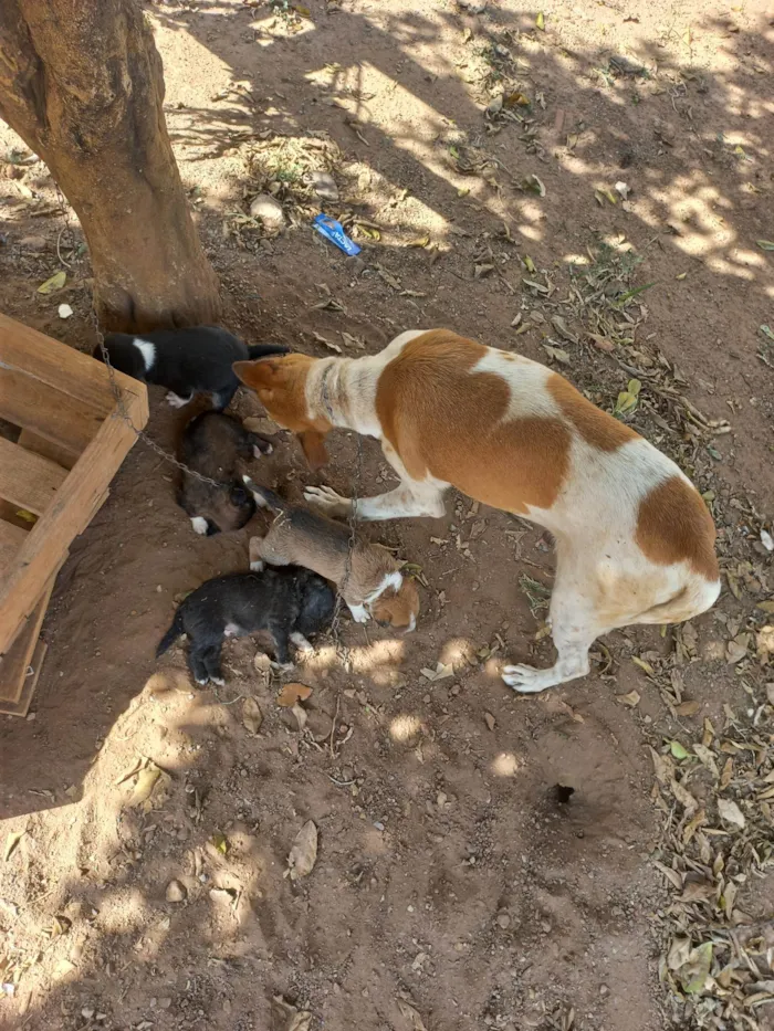Cachorro ra a Viralata idade Abaixo de 2 meses nome Não tem nome ainda