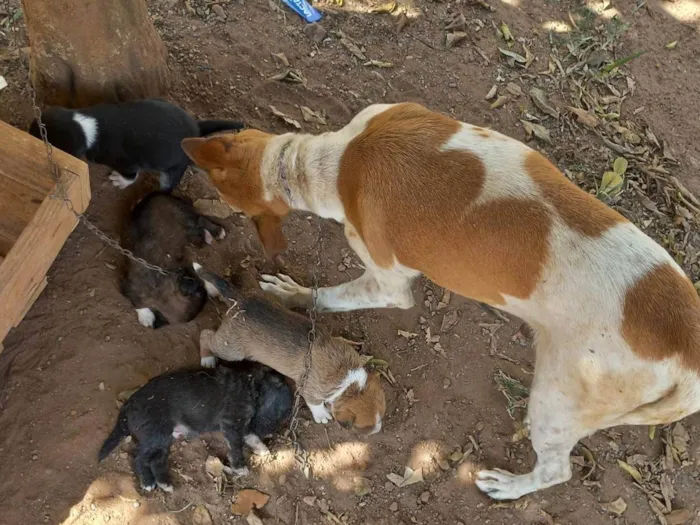 Cachorro ra a Viralata idade Abaixo de 2 meses nome Não tem nome ainda