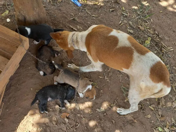 Cachorro ra a Viralata idade Abaixo de 2 meses nome Não tem nome ainda