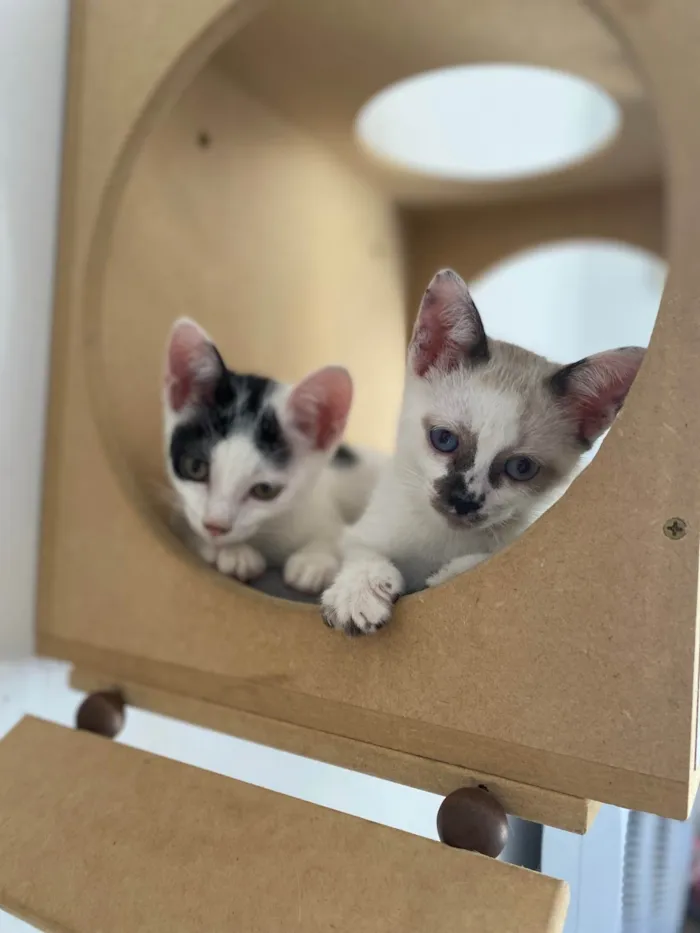 Gato ra a Srd idade Abaixo de 2 meses nome Carlos Eduardo