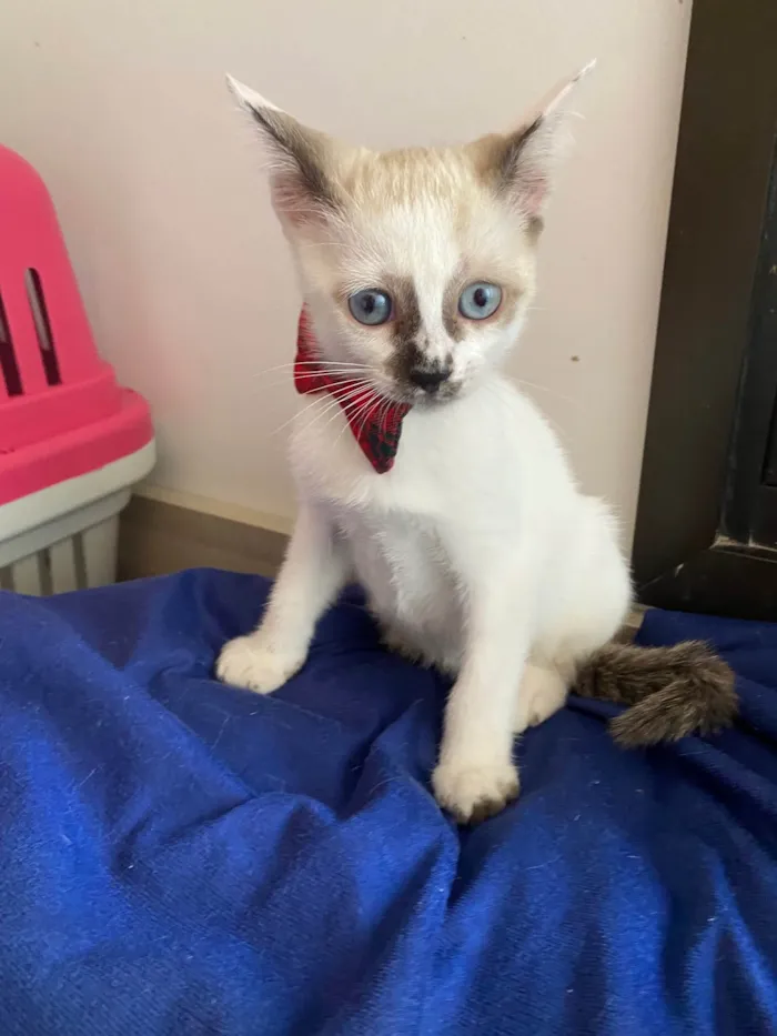 Gato ra a Srd idade Abaixo de 2 meses nome Carlos Eduardo