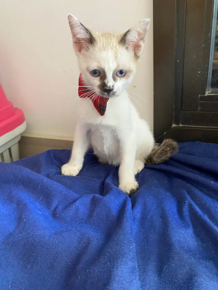 Gato ra a Srd idade Abaixo de 2 meses nome Carlos Eduardo