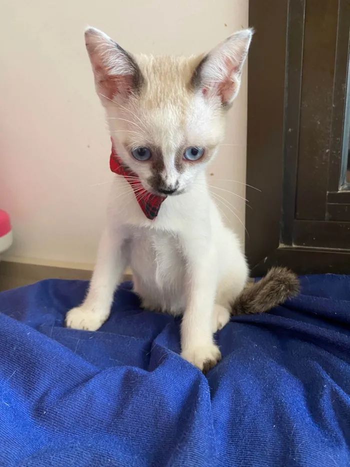 Gato ra a Srd idade Abaixo de 2 meses nome Carlos Eduardo