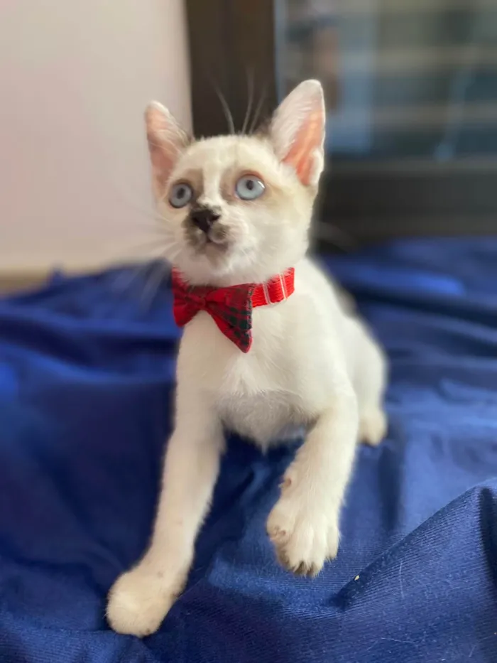 Gato ra a Srd idade Abaixo de 2 meses nome Carlos Eduardo