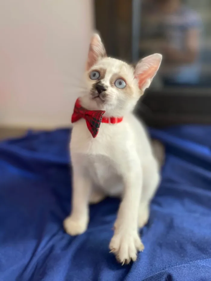 Gato ra a Srd idade Abaixo de 2 meses nome Carlos Eduardo