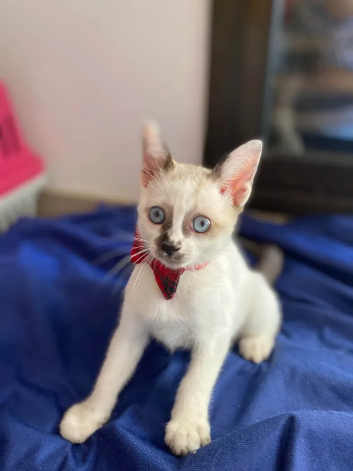 Gato ra a Srd idade Abaixo de 2 meses nome Carlos Eduardo
