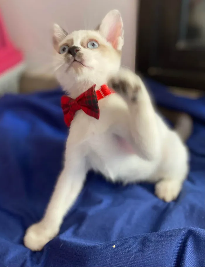 Gato ra a Srd idade Abaixo de 2 meses nome Carlos Eduardo