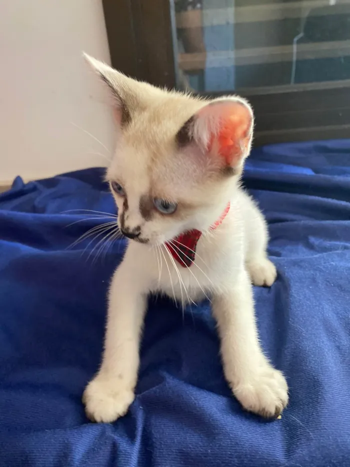 Gato ra a Srd idade Abaixo de 2 meses nome Carlos Eduardo