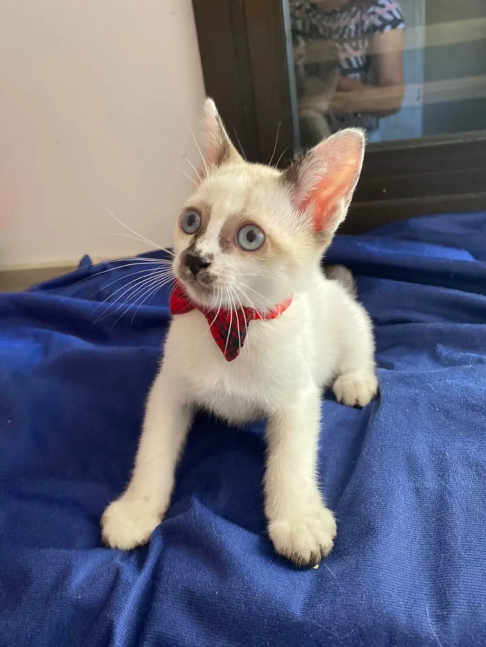 Gato ra a Srd idade Abaixo de 2 meses nome Carlos Eduardo