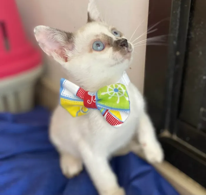 Gato ra a Srd idade Abaixo de 2 meses nome Carlos Eduardo