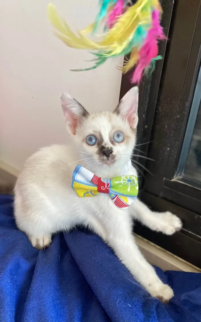 Gato ra a Srd idade Abaixo de 2 meses nome Carlos Eduardo