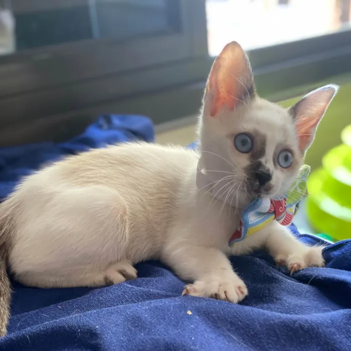 Gato ra a Srd idade Abaixo de 2 meses nome Carlos Eduardo