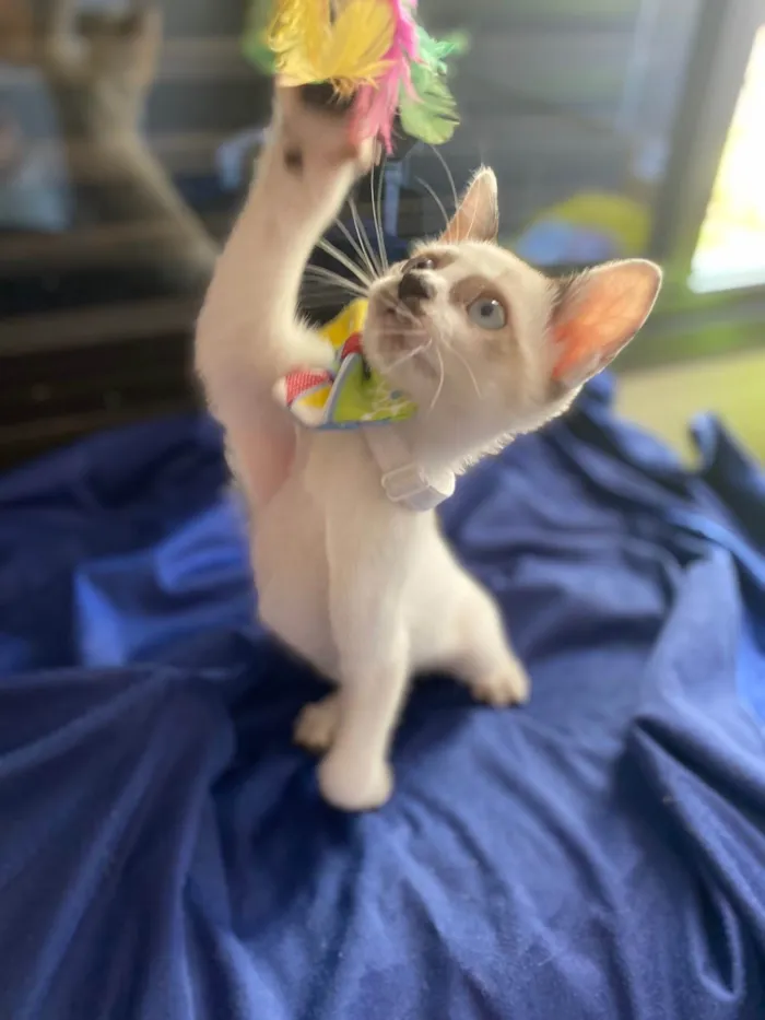 Gato ra a Srd idade Abaixo de 2 meses nome Carlos Eduardo