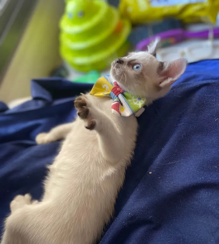 Gato ra a Srd idade Abaixo de 2 meses nome Carlos Eduardo