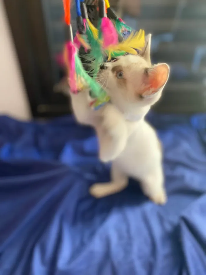 Gato ra a Srd idade Abaixo de 2 meses nome Carlos Eduardo
