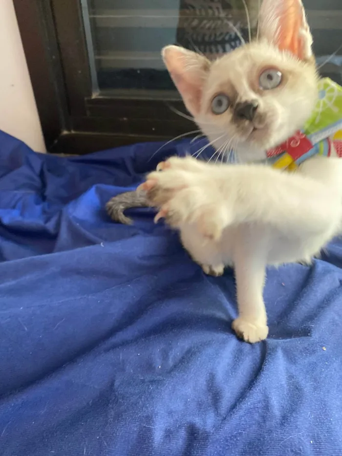 Gato ra a Srd idade Abaixo de 2 meses nome Carlos Eduardo