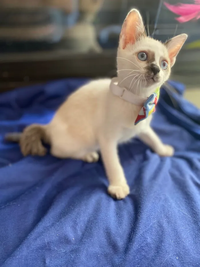Gato ra a Srd idade Abaixo de 2 meses nome Carlos Eduardo