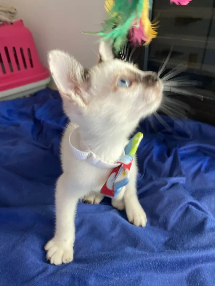 Gato ra a Srd idade Abaixo de 2 meses nome Carlos Eduardo
