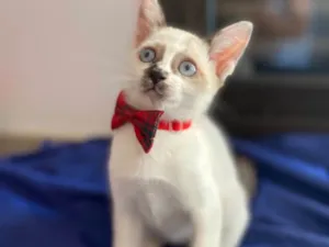Gato raça Srd idade Abaixo de 2 meses nome Carlos Eduardo