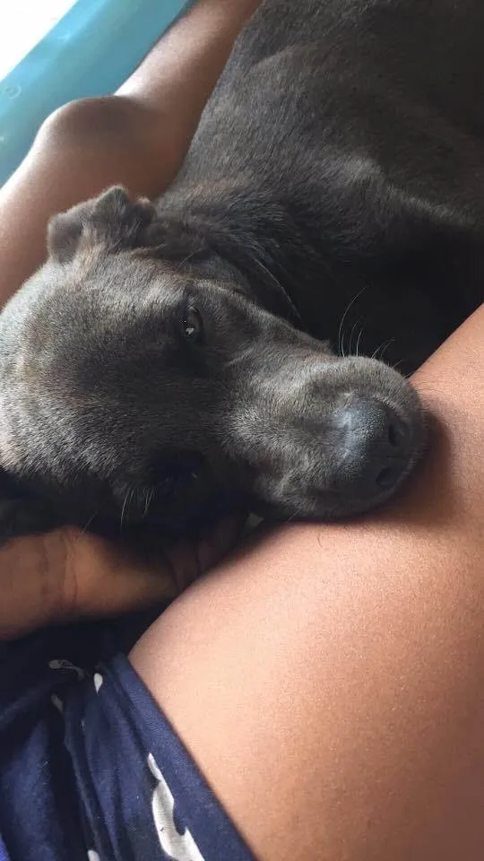 Cachorro ra a Vira lata  idade 6 ou mais anos nome Thor 