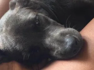 Cachorro raça Vira lata  idade 6 ou mais anos nome Thor 