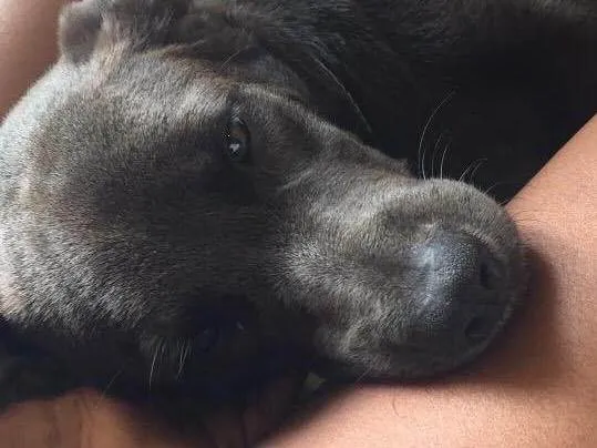 Cachorro ra a Vira lata  idade 6 ou mais anos nome Thor 