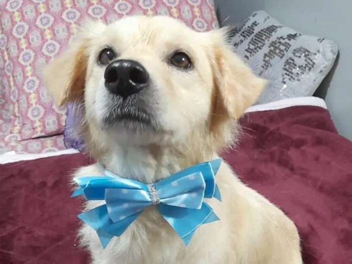 Cachorro ra a SRD-ViraLata idade 1 ano nome Woody