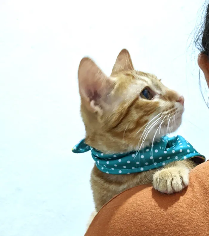 Gato ra a SRD-ViraLata idade 2 a 6 meses nome HASHI