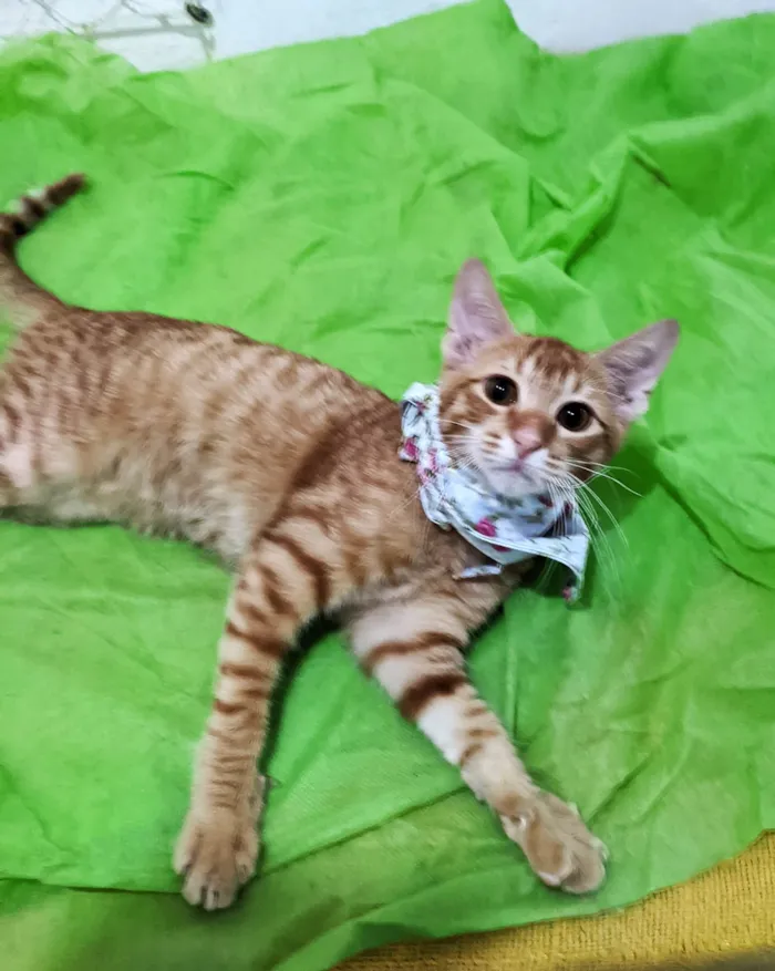 Gato ra a SRD-ViraLata idade 2 a 6 meses nome HASHI