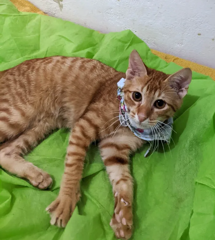 Gato ra a SRD-ViraLata idade 2 a 6 meses nome HASHI