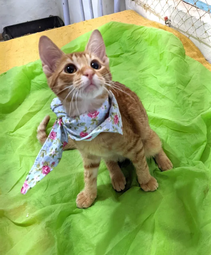 Gato ra a SRD-ViraLata idade 2 a 6 meses nome HASHI