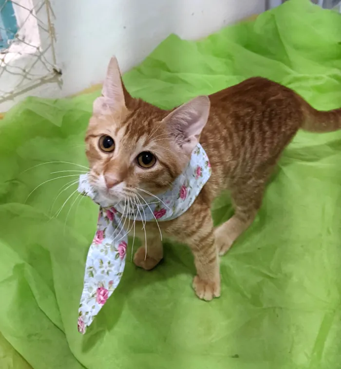Gato ra a SRD-ViraLata idade 2 a 6 meses nome HASHI