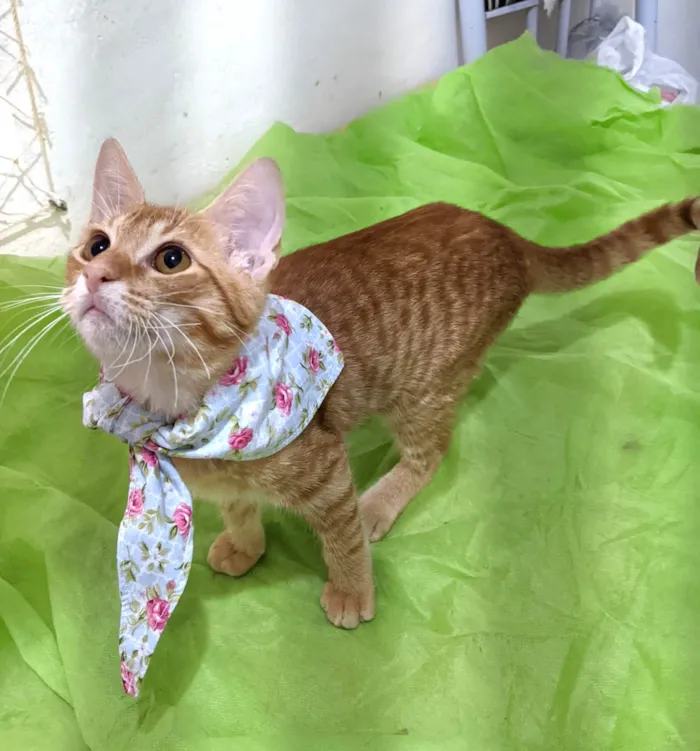 Gato ra a SRD-ViraLata idade 2 a 6 meses nome HASHI