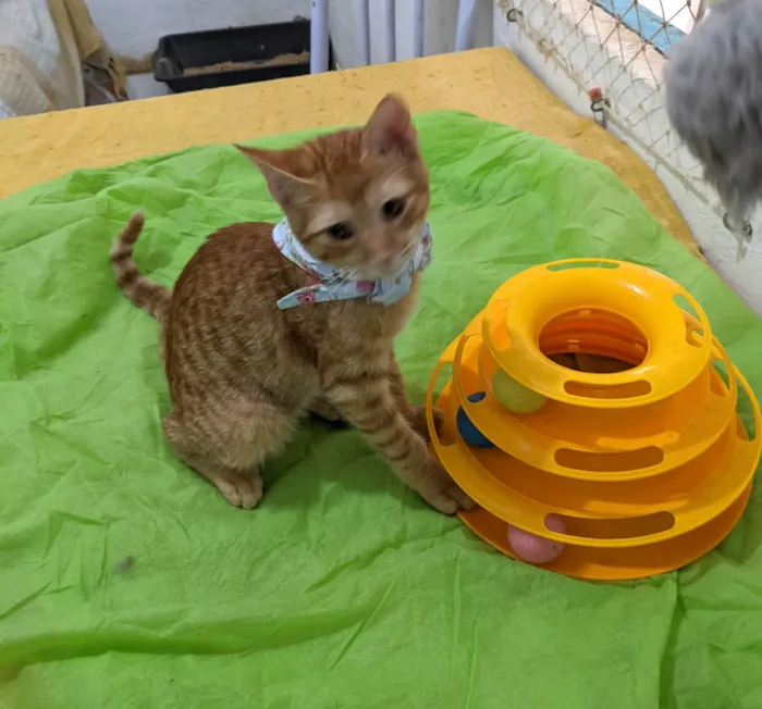Gato ra a SRD-ViraLata idade 2 a 6 meses nome HASHI