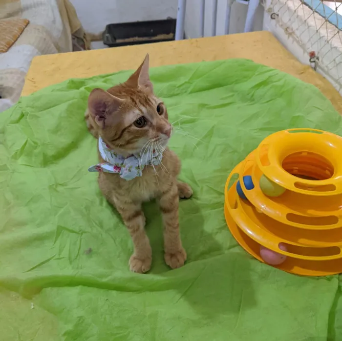 Gato ra a SRD-ViraLata idade 2 a 6 meses nome HASHI
