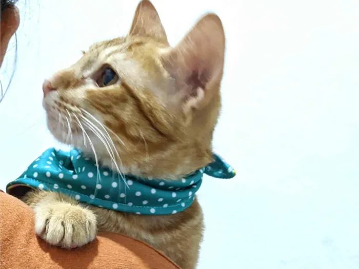 Gato ra a SRD-ViraLata idade 2 a 6 meses nome HASHI