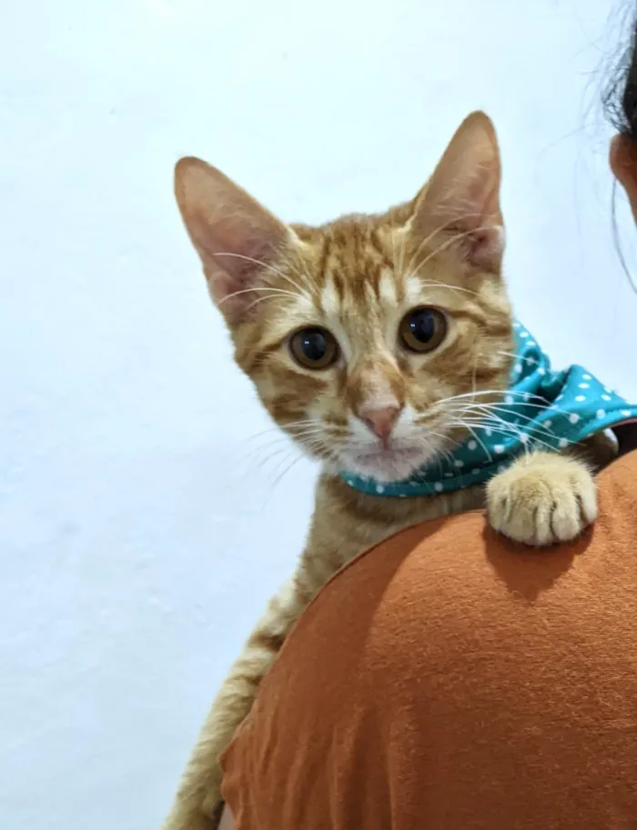 Gato ra a SRD-ViraLata idade 2 a 6 meses nome HASHI