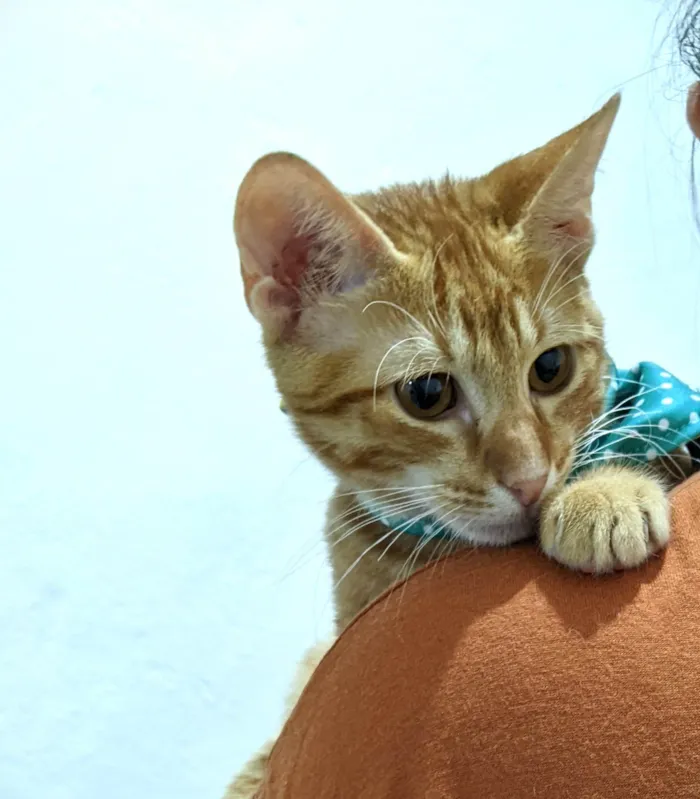 Gato ra a SRD-ViraLata idade 2 a 6 meses nome HASHI