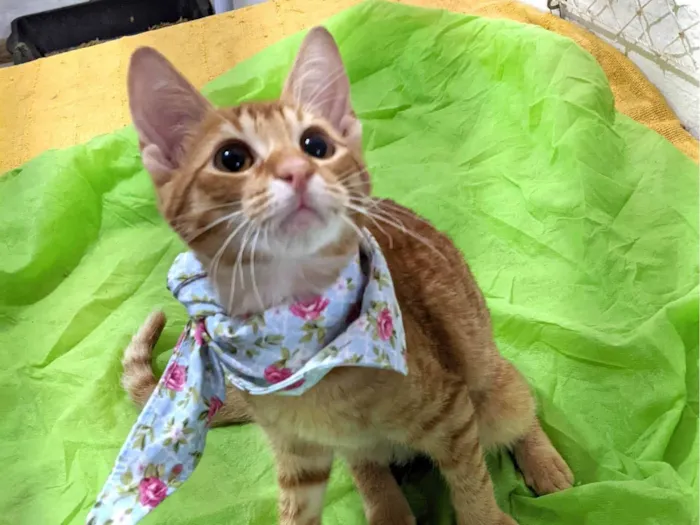 Gato ra a SRD-ViraLata idade 2 a 6 meses nome HASHI